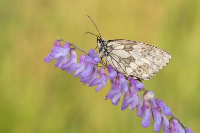Kralik, Rostislav: Marezzatura bianca (Melanargia galathea)
