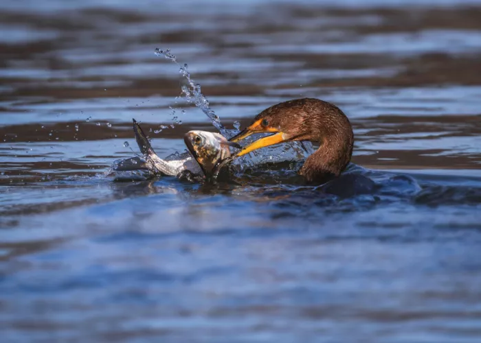 Gu, Zeren: Kormoran erbeutet Beute