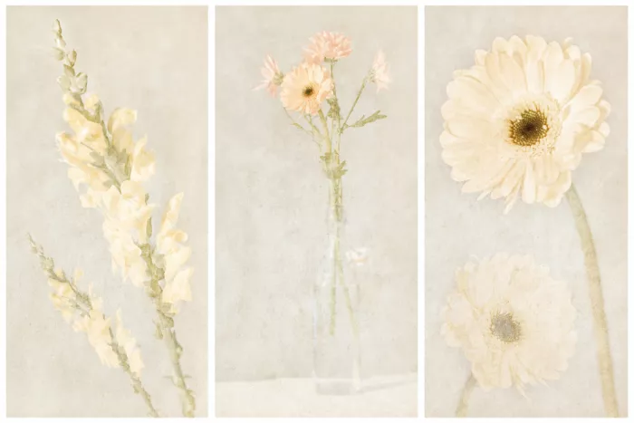 Davidsson, Gustav: Gerbera Triptych III