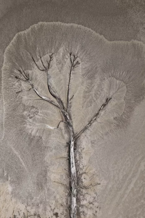 Wolbers, Louise: Baum im Schlickwatt