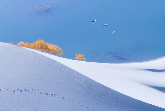 Zhang, Dennis: Ali sulla duna silenziosa