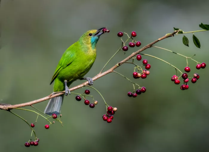 Procaccia, Itamar: Weiblicher Laubvogel