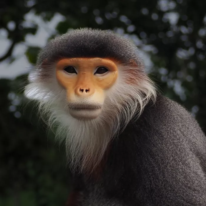 FF, Chia David: Langur de shanks rojos