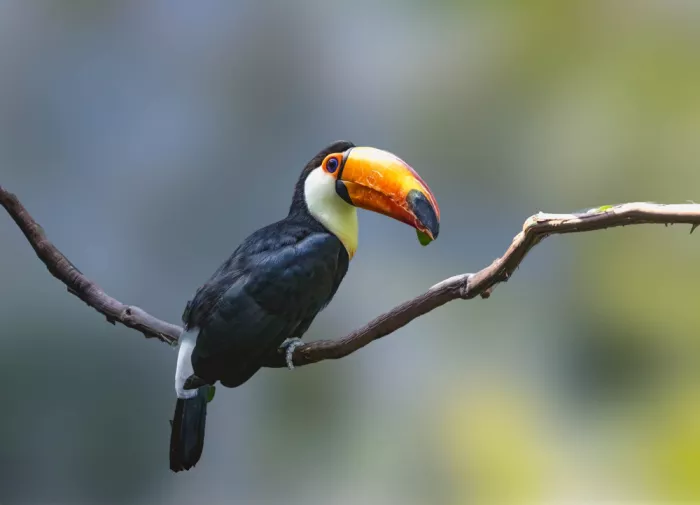 Yan, Songhu: Tucano toco (Ramphastos toco)