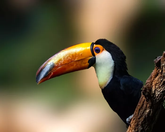 Yan, Songhu: Tucano toco