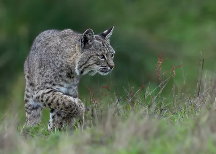 Wang, Victor: Lince rossa in caccia