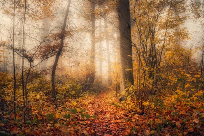 Maier, Norbert: Am Ende des Herbstes