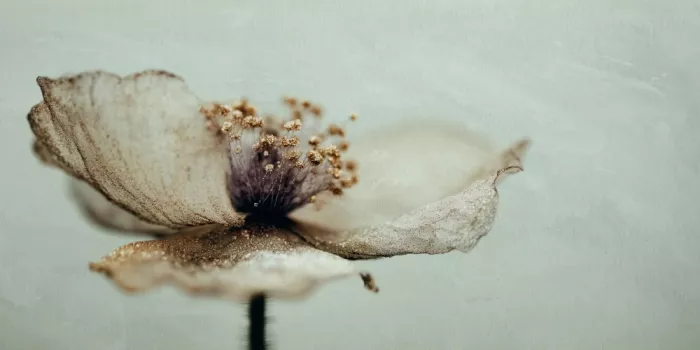 Treechild: Memoria di fiori n. 02