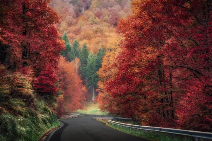 Pessotto, Tommaso: Herbstlicher Waldweg