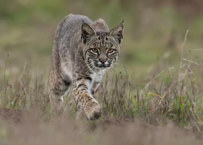 Wang, Victor: Lince rossa
