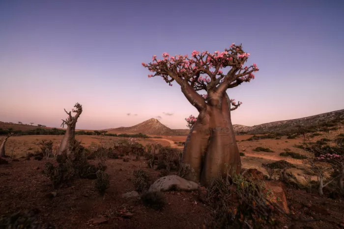 AN, ANNA: Rosa del deserto