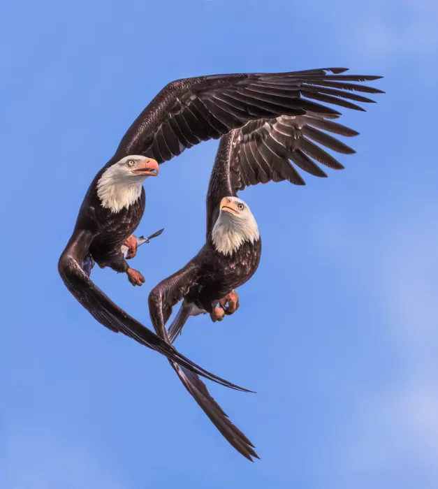P., Ruiqing: Cerchio di volo