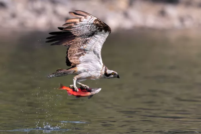 Zuo, Jun: Attraper le gros poisson