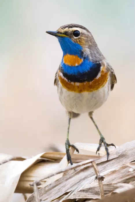 Doronin, Dmitry: Blaukehlchen