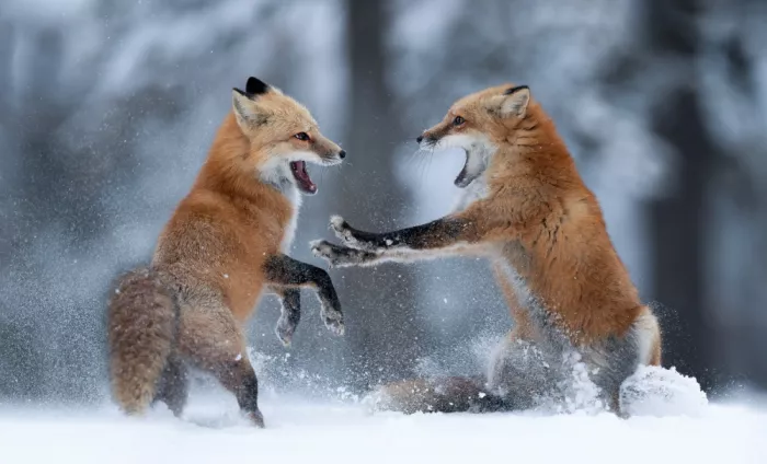 Wang, Max: Winterduell Fuchsfeuer-Zusammenstoß