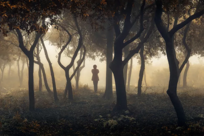 Rosenfeld, Haim: Danse des arbres