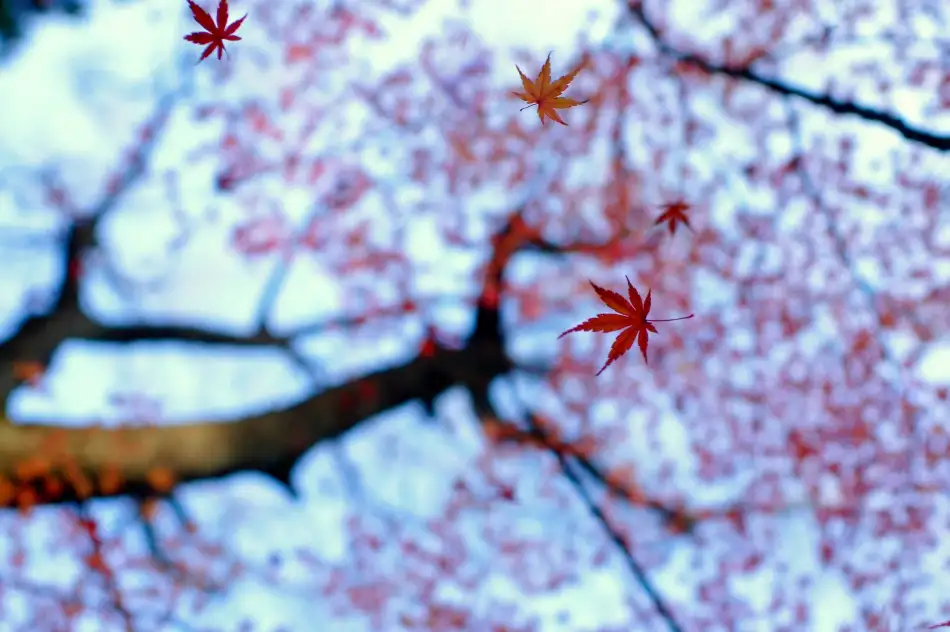 Tomihisa, Kouji: heirinji