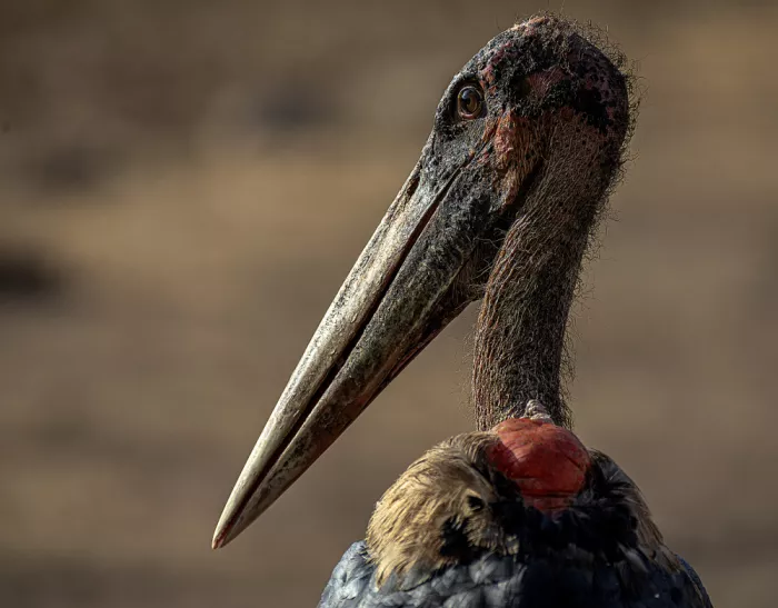 Domont, Jois: Marabú, Ngorongoro Crater. Tanzania