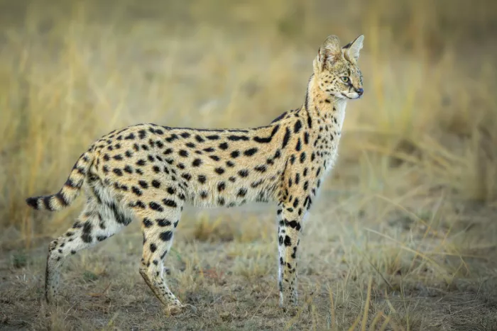 Sink, C. Jeffrey: La fragile bellezza del Serval africano