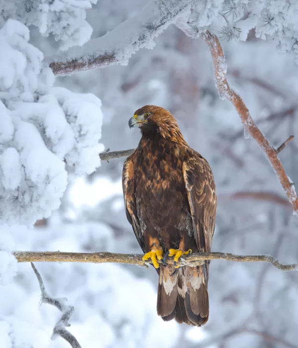 Engström, Erik: Aquila nel paesaggio invernale