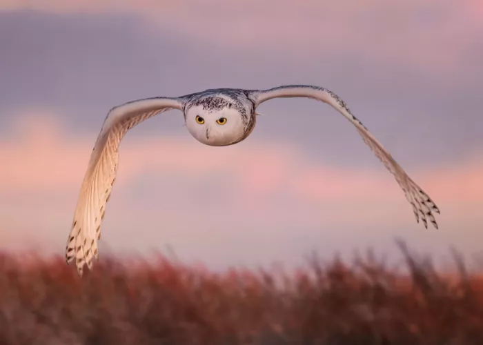 Gu, Zeren: Morgenpatrouille