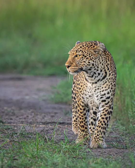 Bhatia, Yogesh: Bellezza del Masai Mara