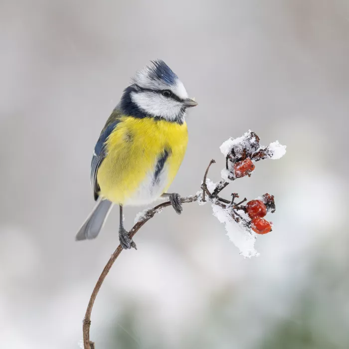 Keizer, Annie: Winter in Holland
