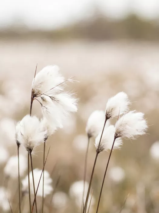 Magnusson, Andreas: Wollgras - Eriophorum