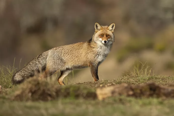 Curto, Jose: Roter Fuchs