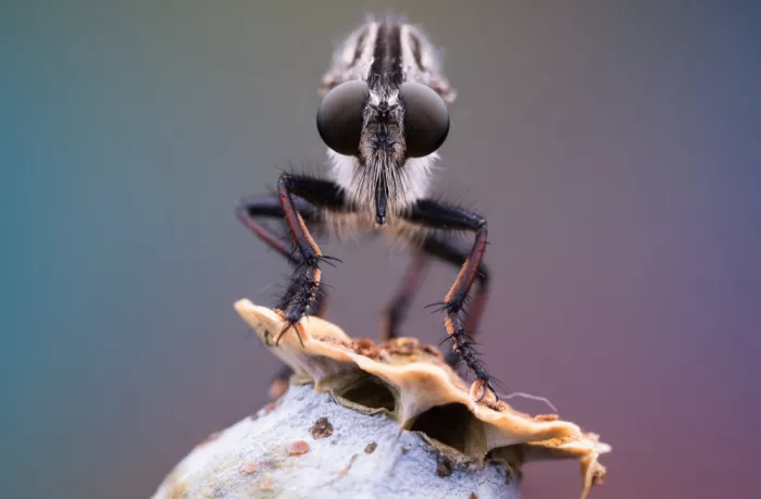 Summer2016: Mosca ladra