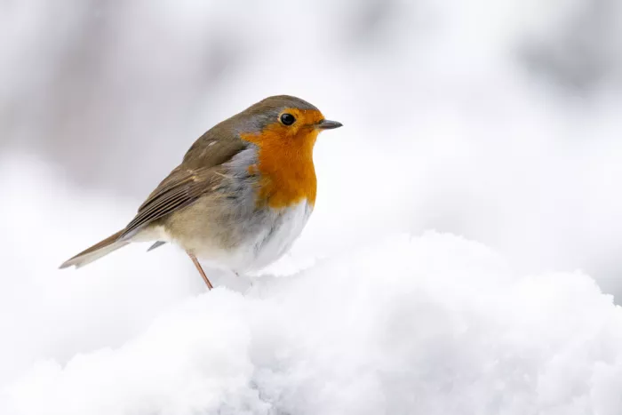 Keizer, Annie: Rotkehlchen in einer Schneewelt!