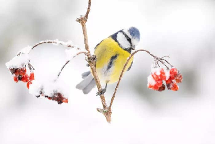 Keizer, Annie: Blaumeise im Winter