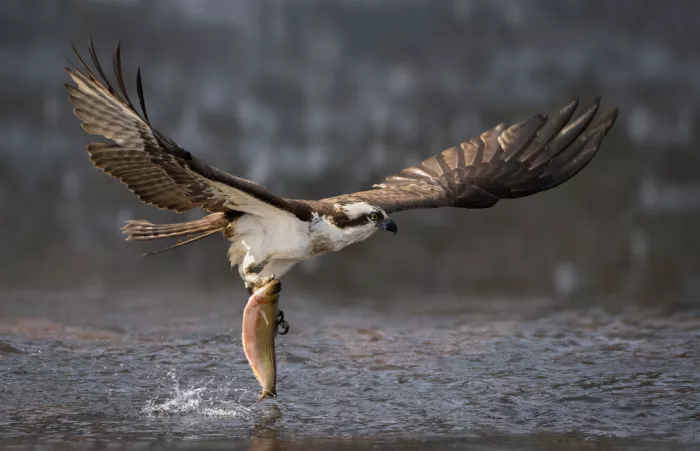 Lai, Vicki: Falco pescatore in caccia
