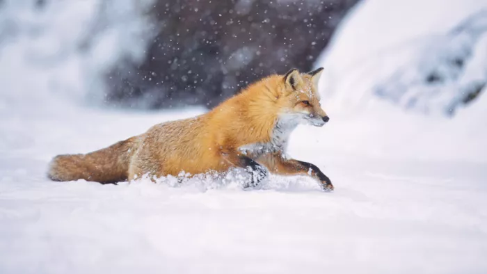 Lam, Gavin: Zorros rojos en un día nevado