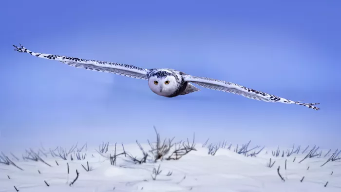 Gu, Zeren: Schnee-Eule nähert sich