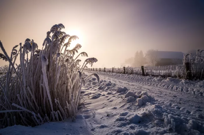 Jansen, Arne: Brina dorata