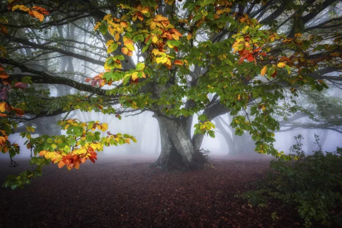Barboni, Sergio: Colores en la niebla