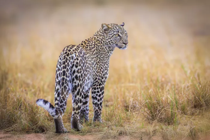 Sink, C. Jeffrey: La bellezza sublime del leopardo