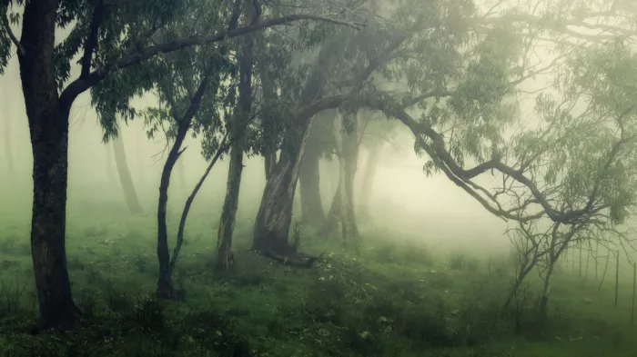 Rosenfeld, Haim: Le Corridor de brume