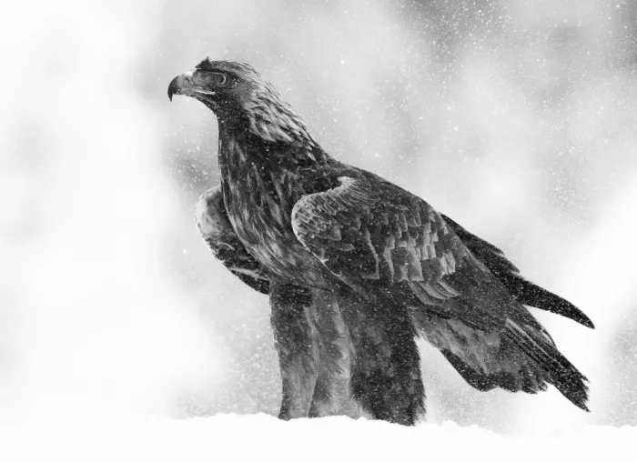 Engström, Erik: Aquila nella nevicata