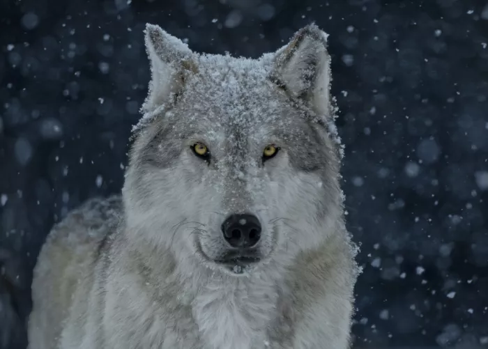 Gu, Zeren: Wolf im Schneefall