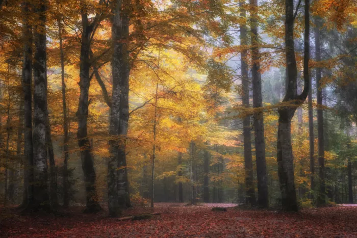 Hermann, Uschi: Foglie colorate