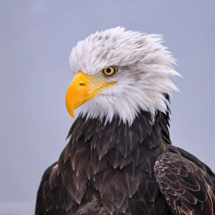 AFIAP, Uhrin Milan: Weißkopfseeadler