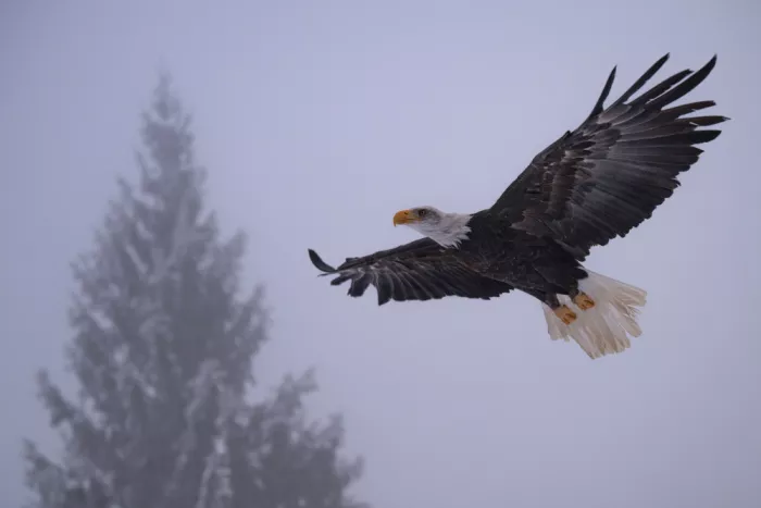 AFIAP, Uhrin Milan: Weißkopfseeadler 2