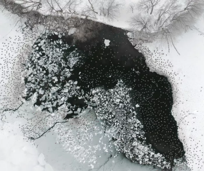 P., Ruiqing: Encre hivernale