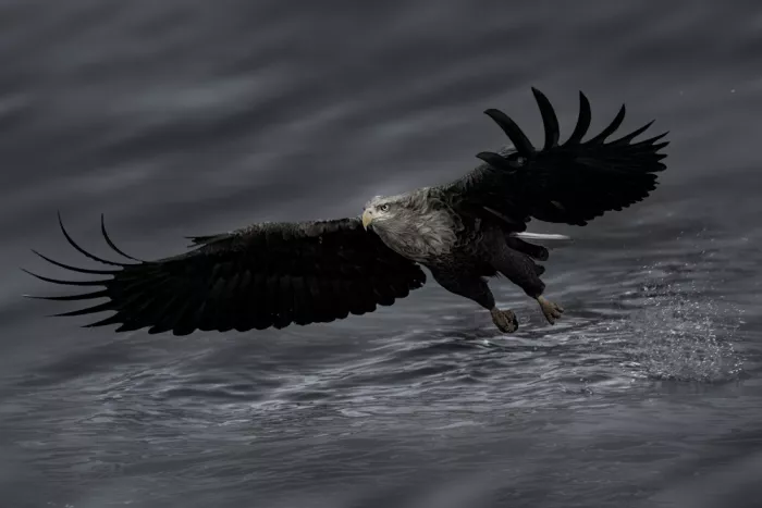 Zhao, Qing: Aquila