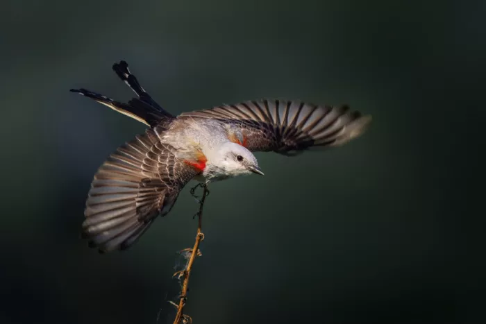 Zhao, Qing: In equilibrio nell