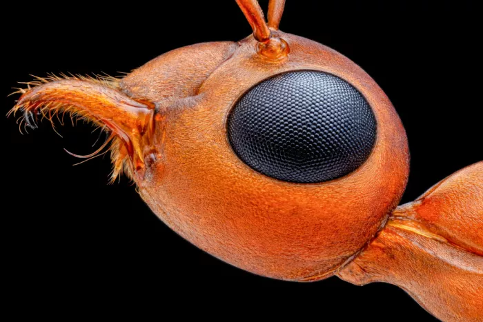 Pamungkas, Edy: Cabeza de hormiga