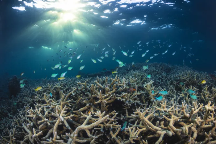 Gabriel, Barathieu: Acropora a soumrak