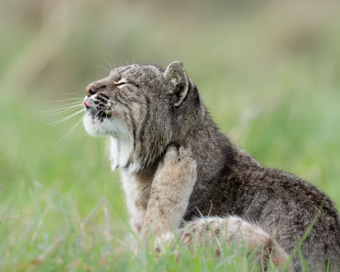 Wang, Victor: Luchs beim Kratzen